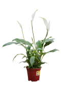 Flor Lirio Da Paz Pt.15 Spathiphyllum
