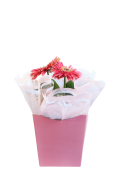 Flor Gerbera Pt.14