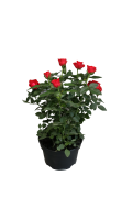 Flor Roseira Mini Pt.13 355