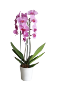 Flor Orquidea Phalaenopsis Pt.12 Cascata