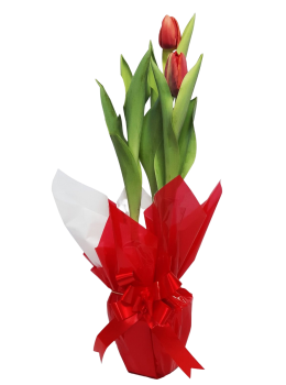 Flor Tulipa Pt. 12