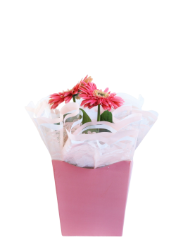 Flor Gerbera Pt.14