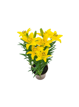 Flor Lirio Variado Pt.15 Quadrado 818580
