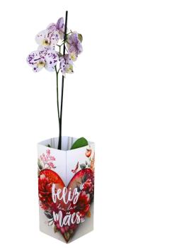 Flor Orquidea Phalaenopsis Pt.12 344