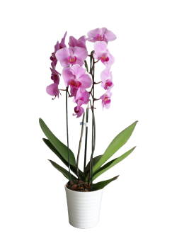 Flor Orquidea Phalaenopsis Pt.12 Cascata